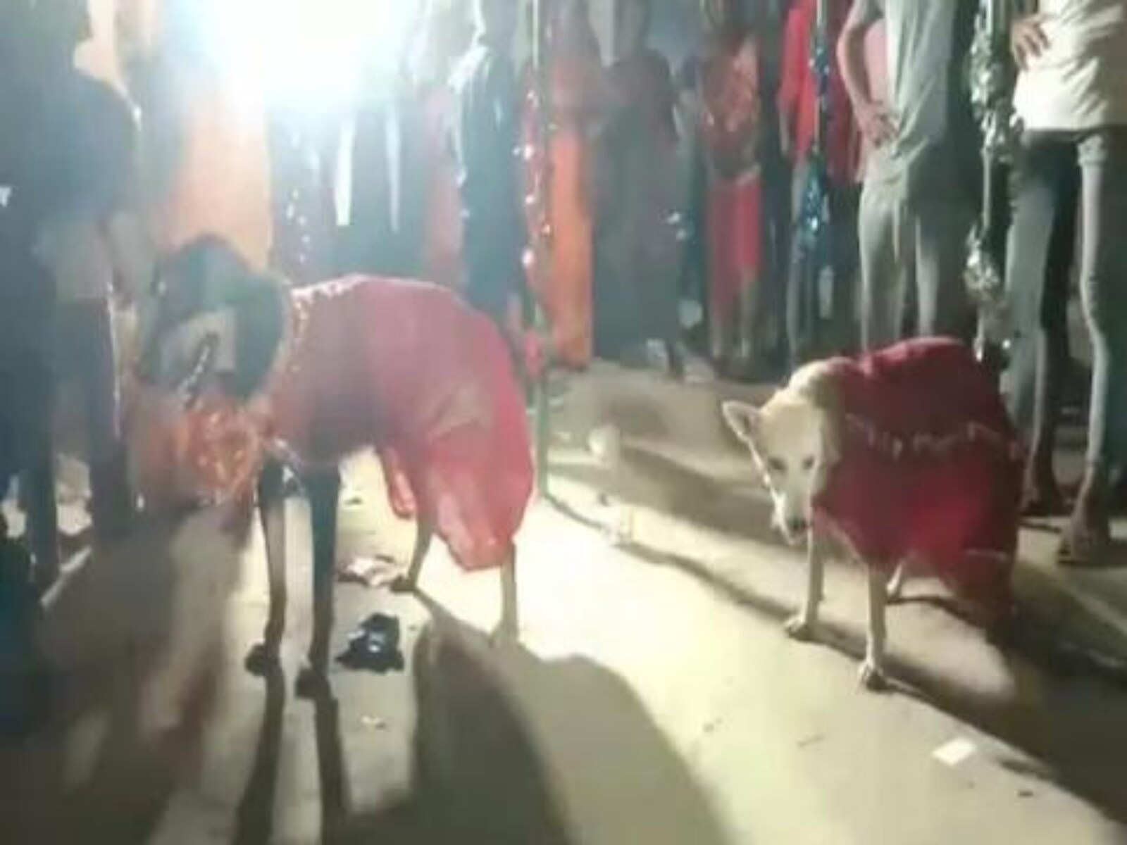 In Bihar Village, Drinks, Food and 400 People at Dogs' Wedding