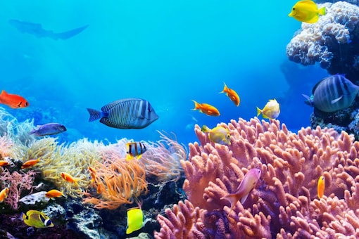 World Oceans Day 2022: This vast body of seawater is teeming with life, containing plants, animals, and other species. (Representative image: Shutterstock)
