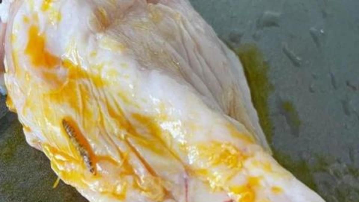 Woman Discovers Worm In Chicken Breast From Delivery Service - News18