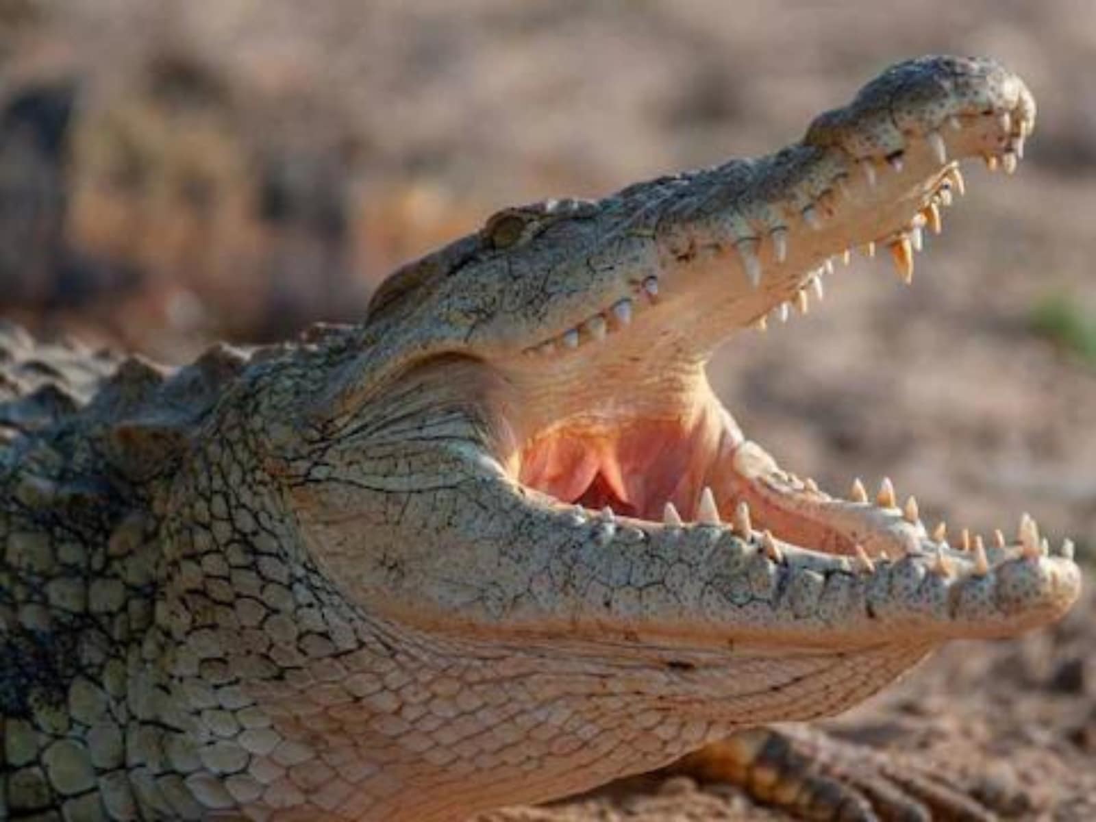 Why Crocodiles Can't Chew But Swallow Why Crocodiles Can't Chew But Swallow