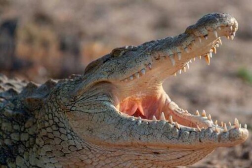 Why Crocodiles Can't Chew But Swallow