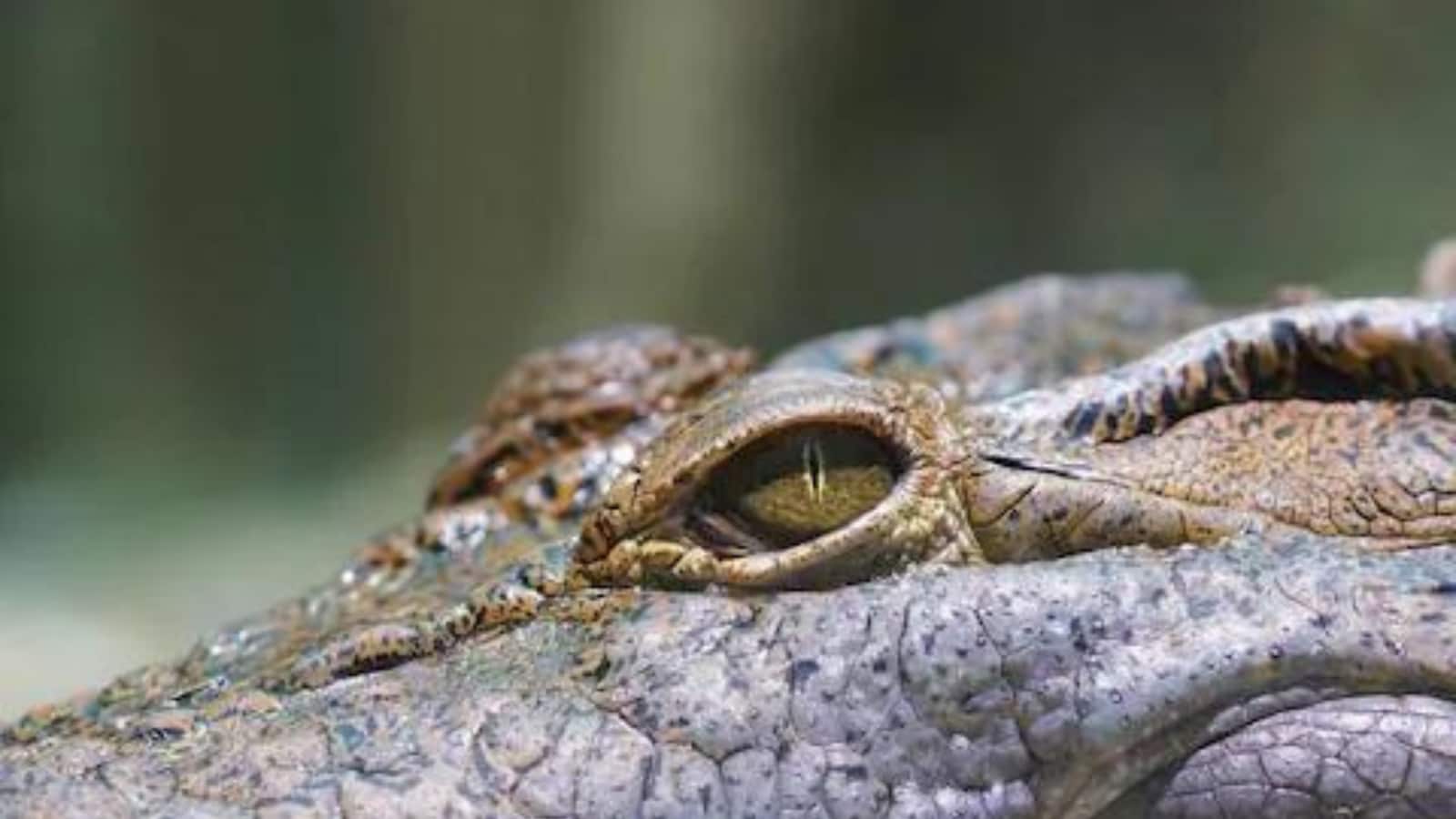 Crocodile tears' are surprisingly similar to our own