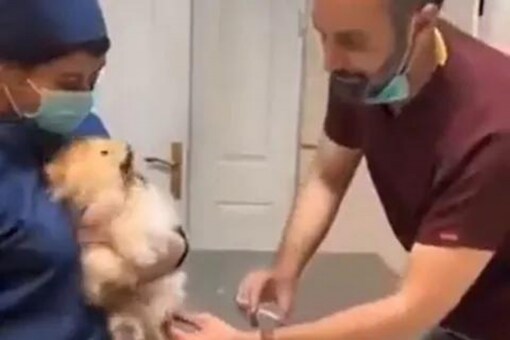 Watch: Dog's Hilarious Reaction To Needle Gives Internet A Reason To Laugh