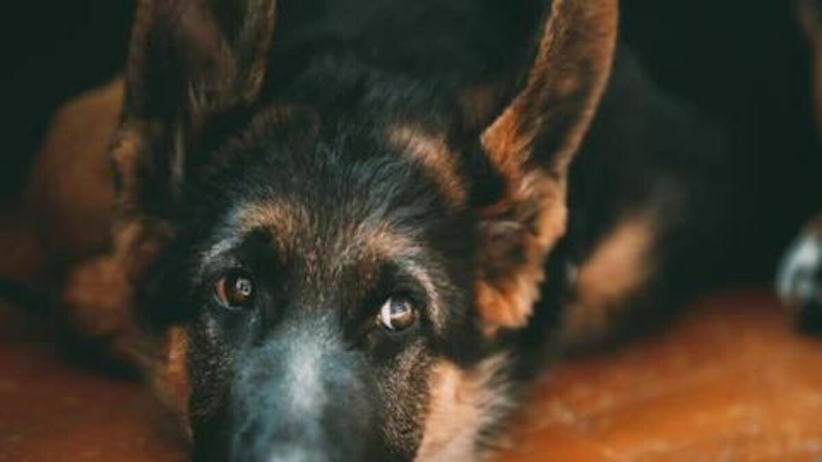 Dog Turns Aggressive After Returning From Groomers, Reason Leaves