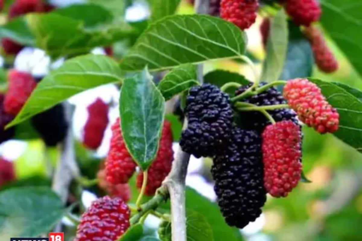 Mulberry Fruit: History, Interesting Facts and Benefits of Shahtoot