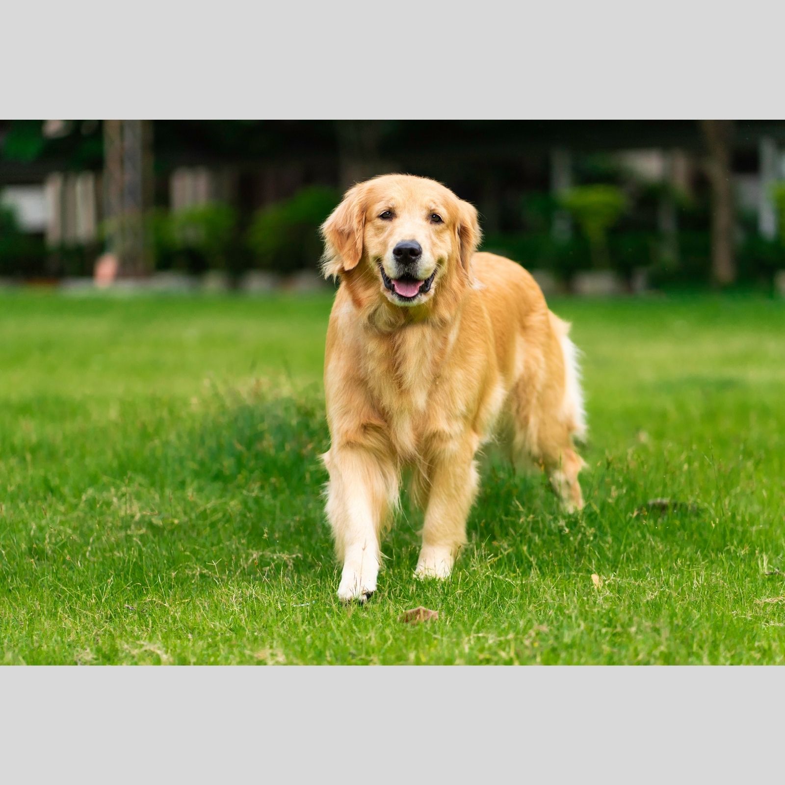 How Much Does Golden Retriever Cost In India