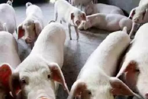 African swine fever is a highly contagious and fatal viral disease of domestic pigs. (Credits: PTI File)