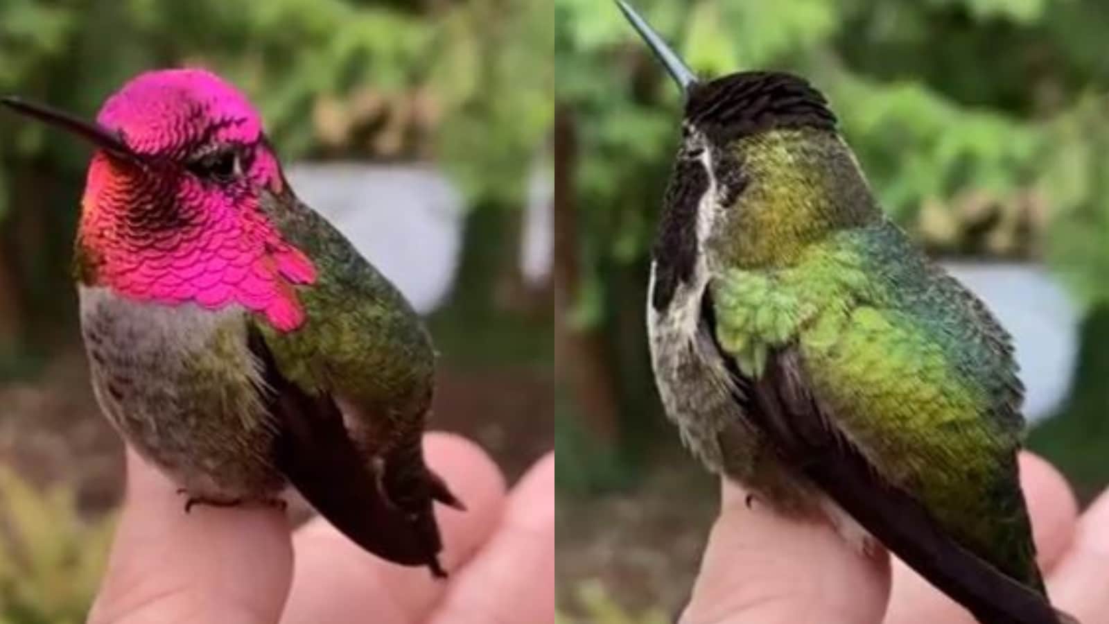 Anna’s Hummingbird Adjustments Colors in Beautiful Show of Nature’s Artwork
