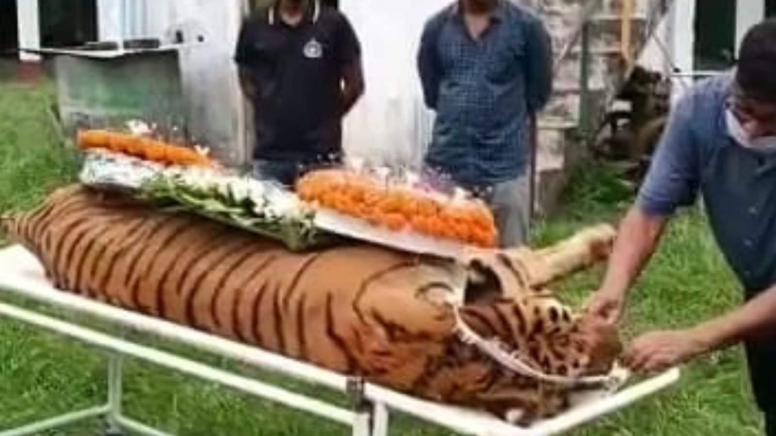 Goodbye Raja The Oldest Royal Bengal Tiger of West Bengal