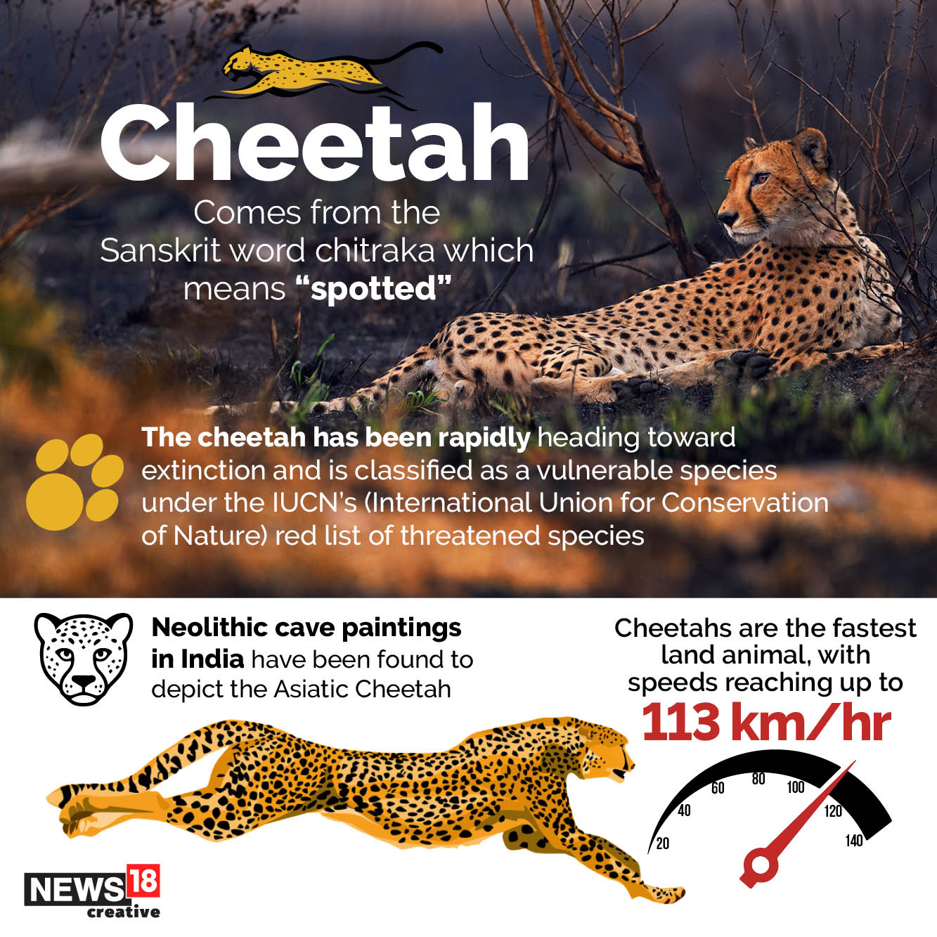 Cheetahs in India: From Sanskrit Origin to What Led to Extinction,  Everything About New Cats on the Block | In GFX