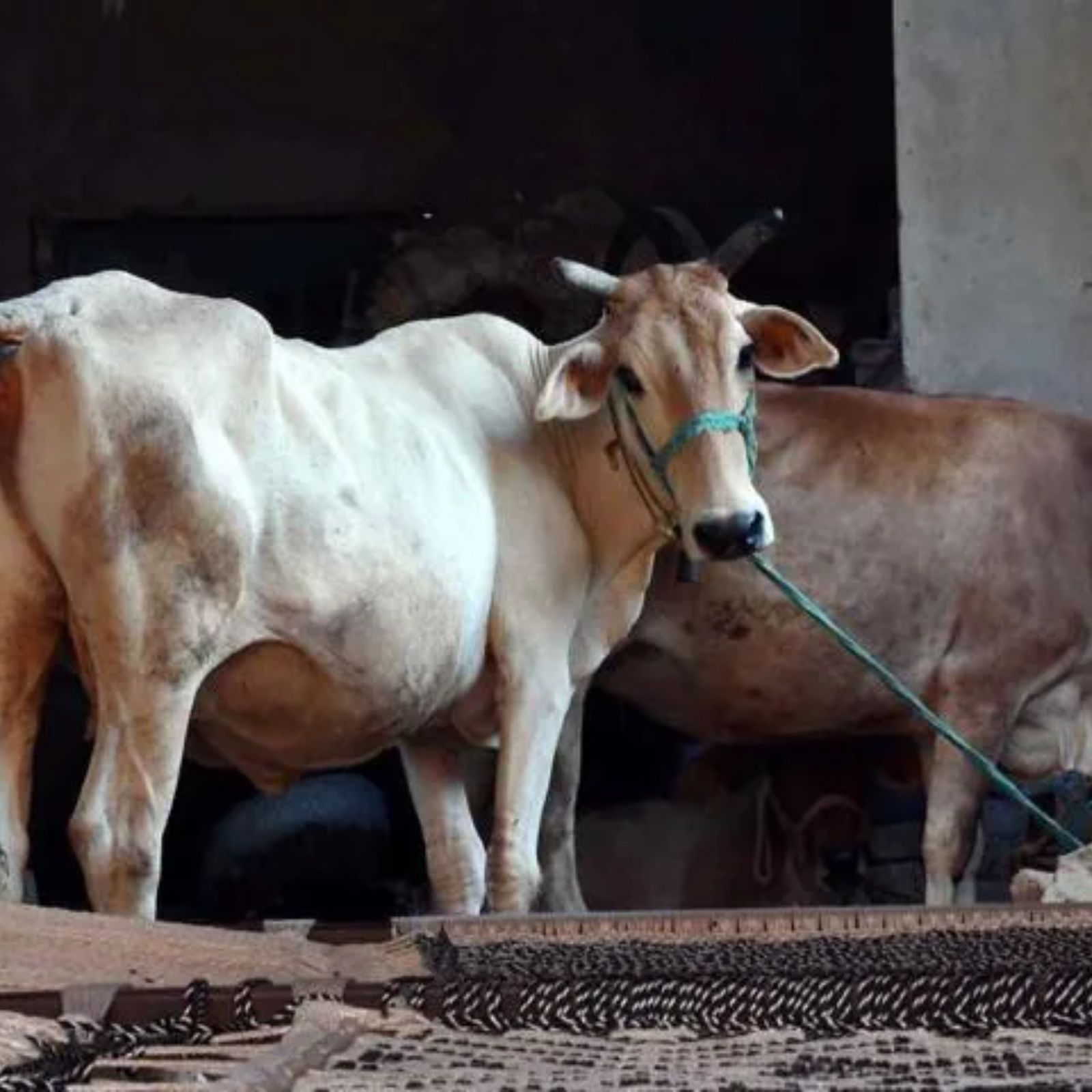 Goa To Lift Ban on Cattle Transportation For Slaughtering Goa To Lift Ban on Cattle Transportation For Slaughtering