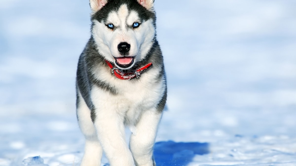 Dogs Were Once Wolves Who Gradually Became Our Beloved Pets