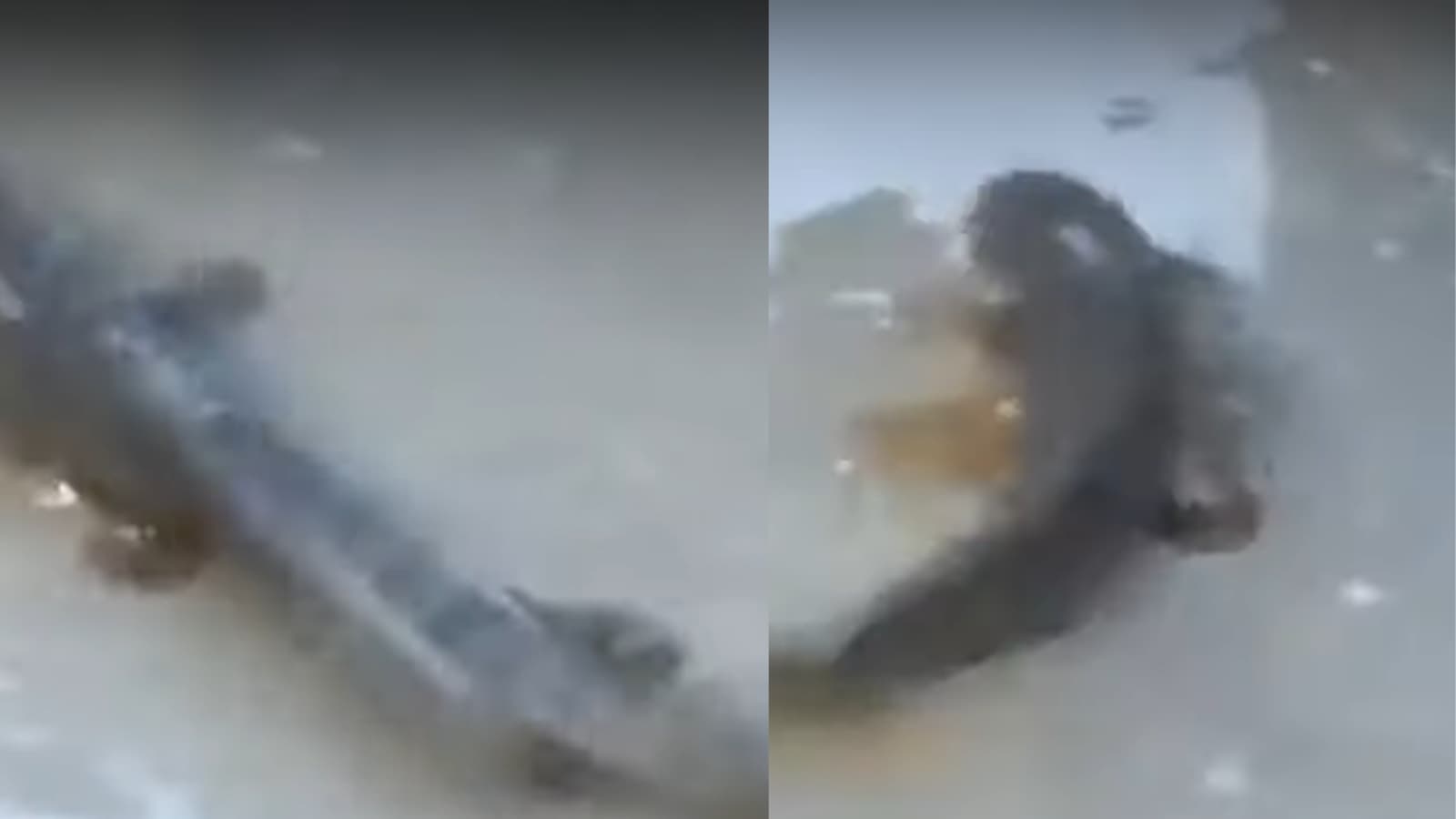 WATCH It's Raining Fish in This Telangana Town, Here's Why