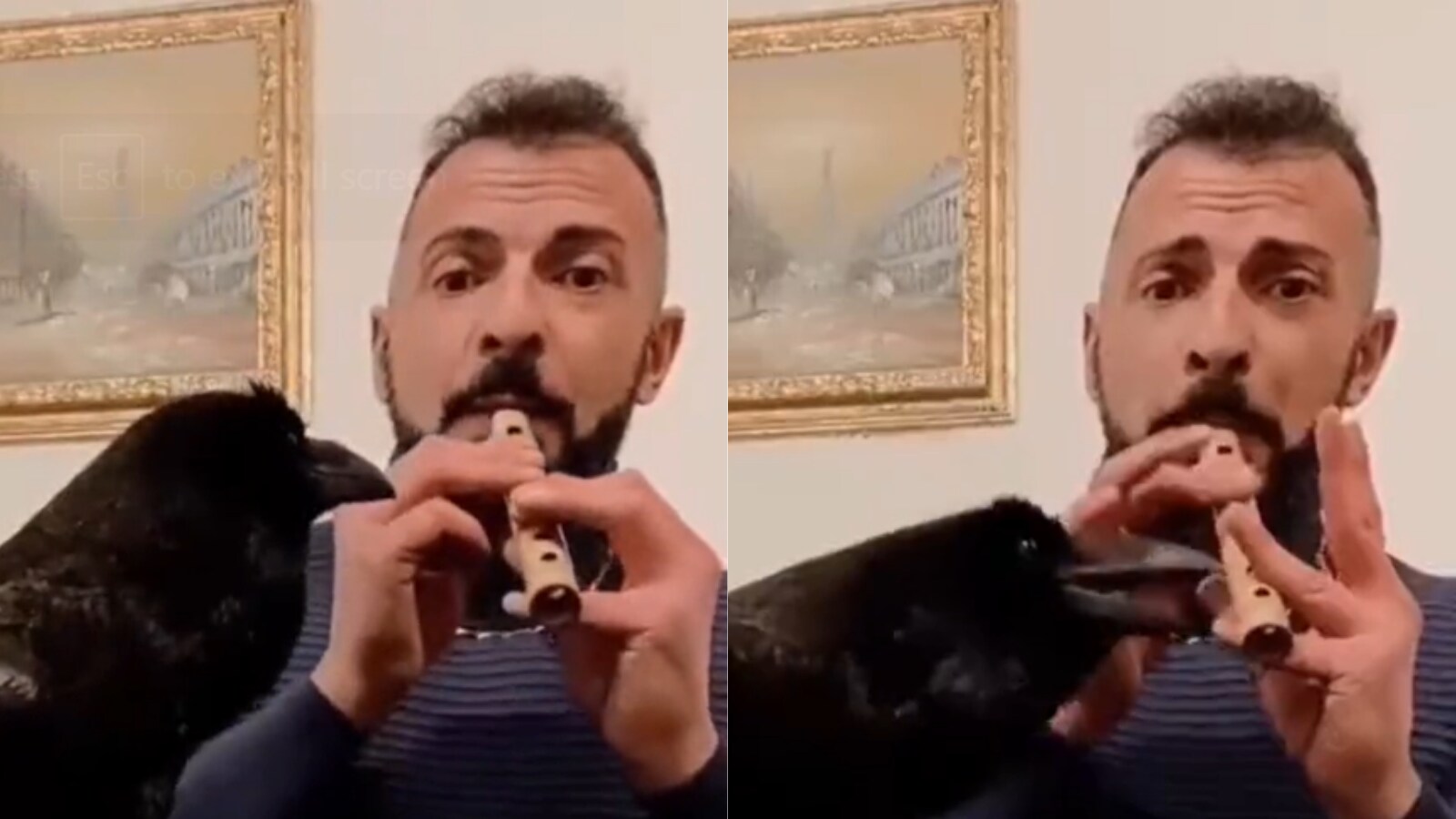 Video of Raven 'Singing' Along Man Playing Flute is Cool But