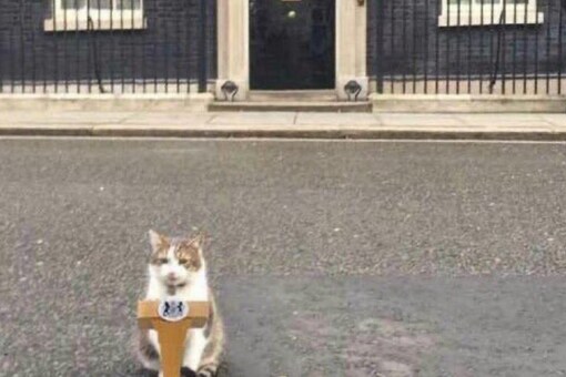 Larry's account, unfortunately, is not an official account from the UK government. (Credits: Twitter/Larry the Cat)