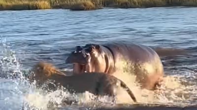 WATCH: Hippo Launches into Lions Trying to Swim Across its