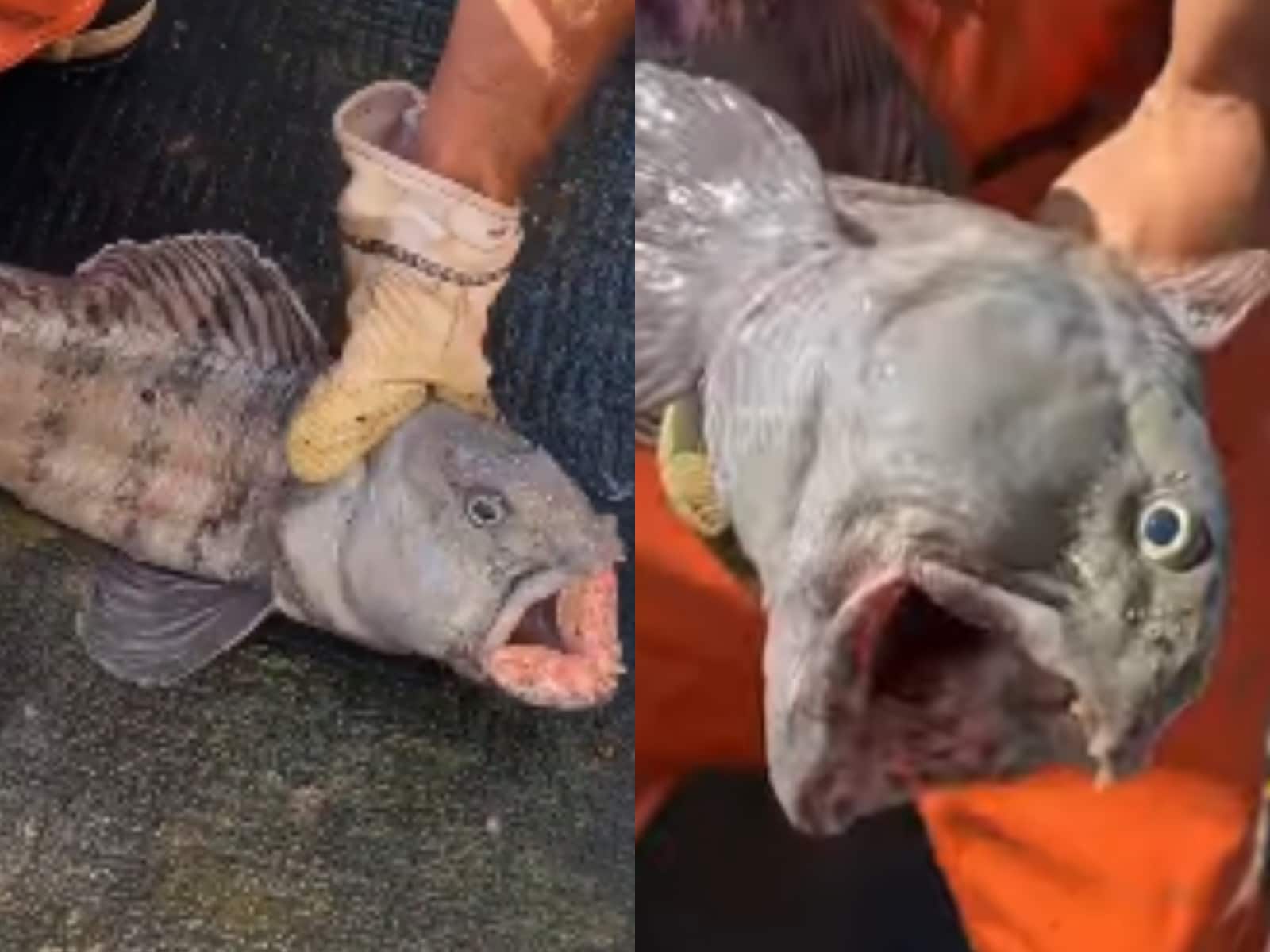 Mother Nature is Crazy': Fisherman Catches Rare Wolf Monster Fish