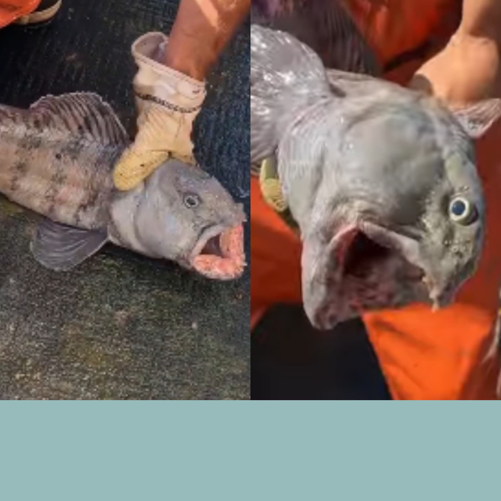 Mother Nature is Crazy': Fisherman Catches Rare Wolf Monster Fish in US,  Shares Video - News18