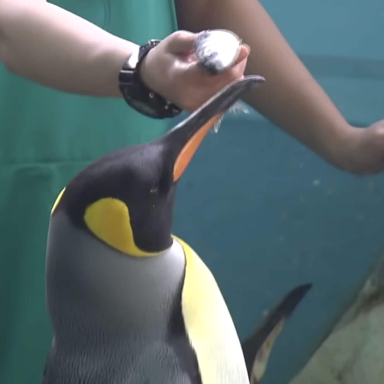 Penguins Refuse to Eat Cheaper Fish in Japan Aquarium amid Record Inflation