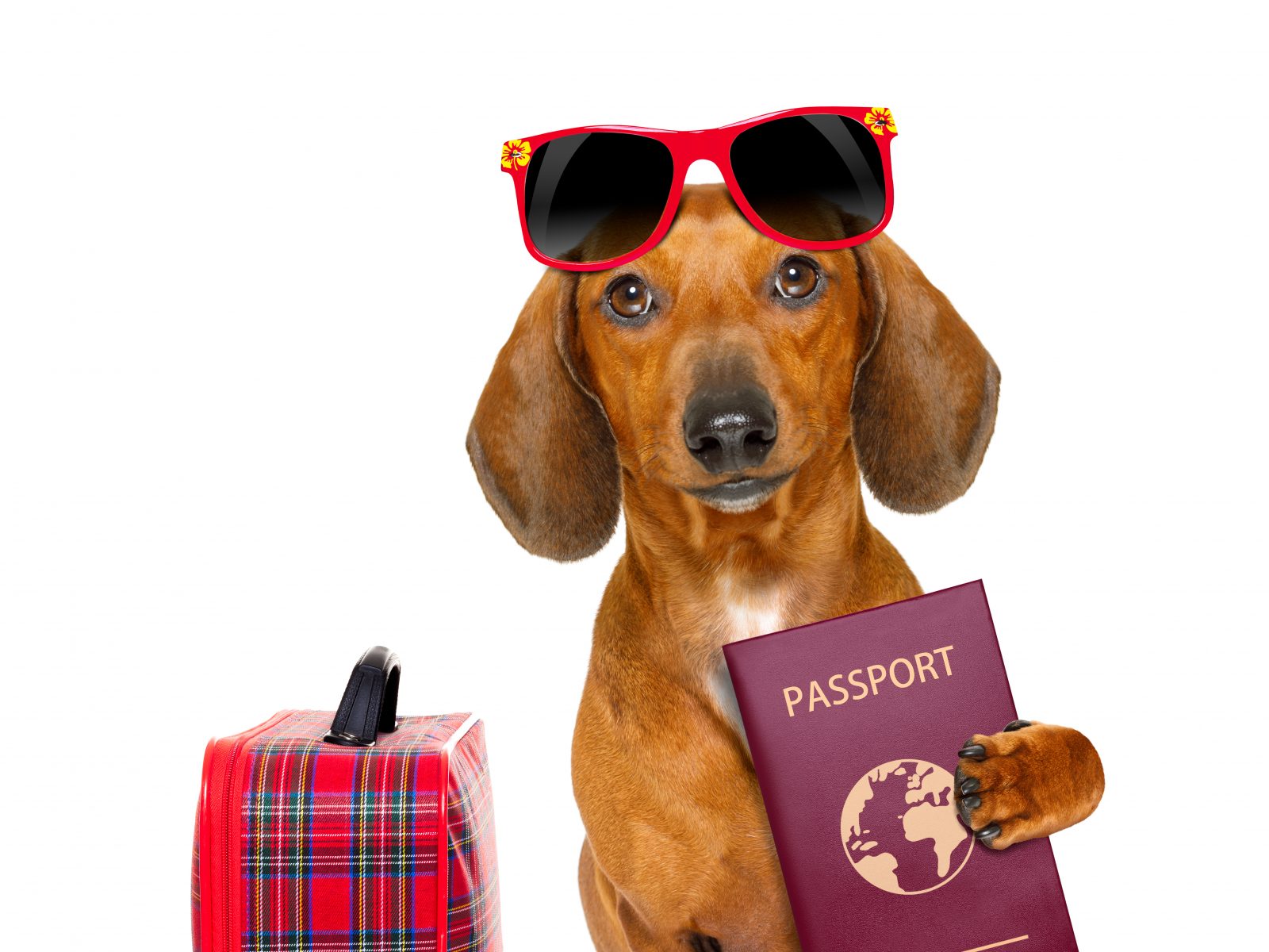 how do i move my dog abroad