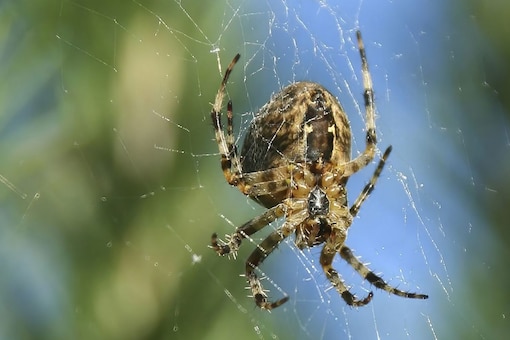 UK Woman Calls Police to Get Rid of 'Massive' Spider in Her House. (Image: Shutterstock)