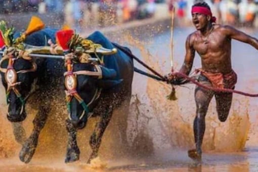 Kambala is a traditional sport of coastal Karnataka where jockeys run alongside a pair of buffaloes in wet fields. (File photo/News18)