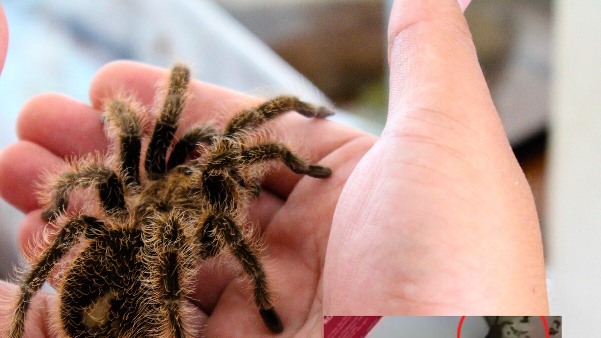 Woman Unpacks Nightmare as 'Tarantula' Crawls Out of Suitcase After Vacation