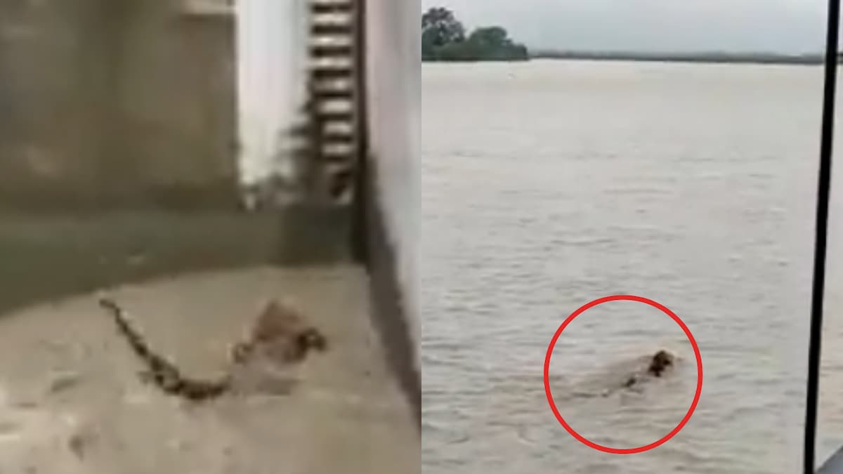 ​WATCH: Tiger Miraculously Survives Strong River Current, Twitter Says 'Tiger Zinda Hai'