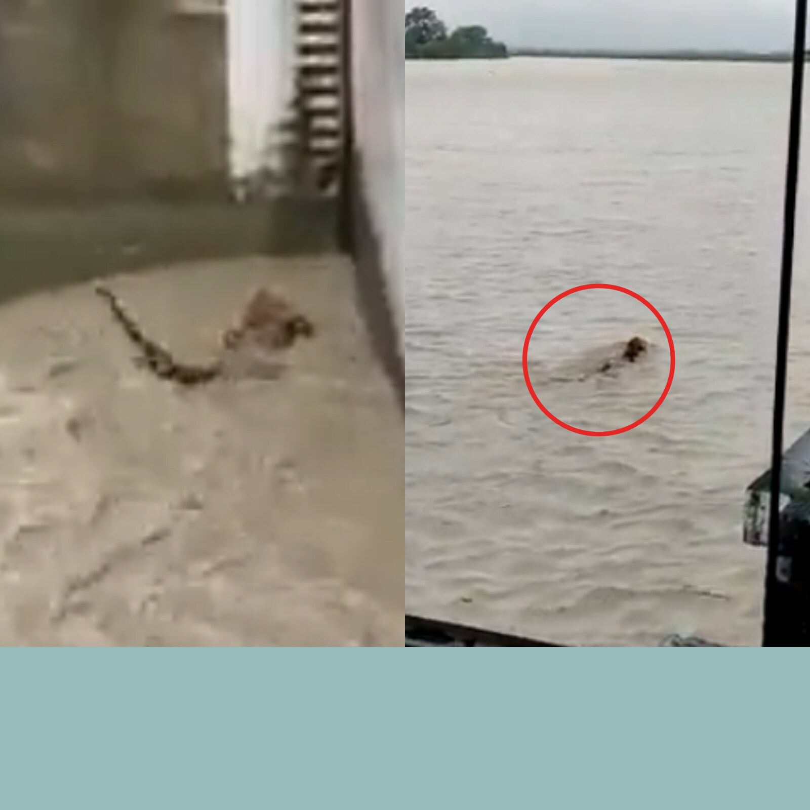 WATCH: Tiger Miraculously Survives Strong River Current, Twitter Says 'Tiger Zinda Hai' WATCH: Tiger Miraculously Survives Strong River Current, Twitter Says 'Tiger Zinda Hai'