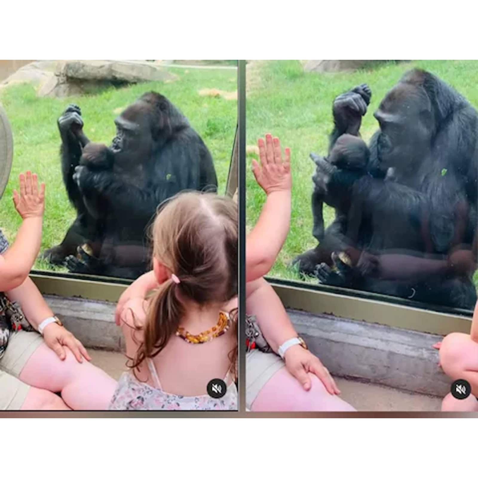 Simba Moment at Calgary Zoo as Mother Gorilla Shows Her Kid to Visitors -  News18