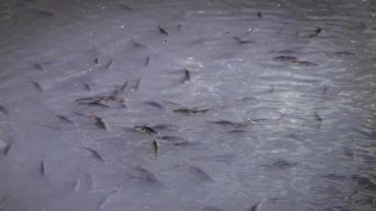 It’s Raining Fish in San Francisco; Here is Why News18