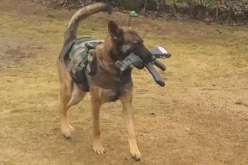 Axel, a two-year-old Belgian Malinois, was recently inducted into the dog unit facility at Baramulla and trained hard. (Image: News18) 