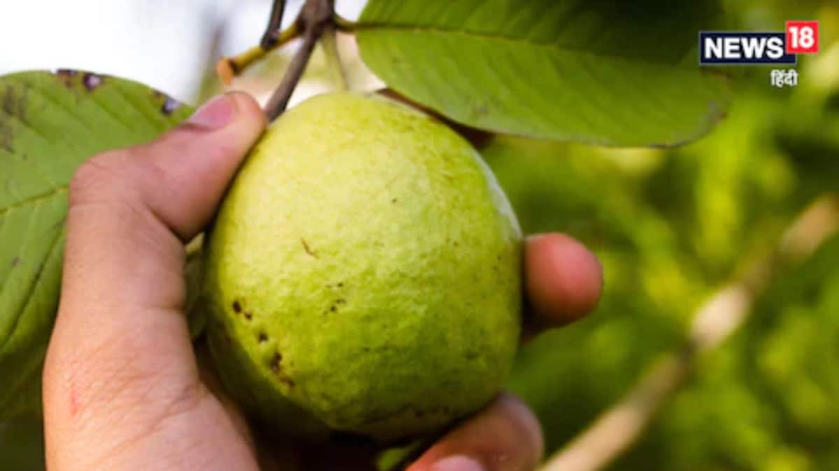 Rare And Interesting Facts About Everyone’s Favourite Guava