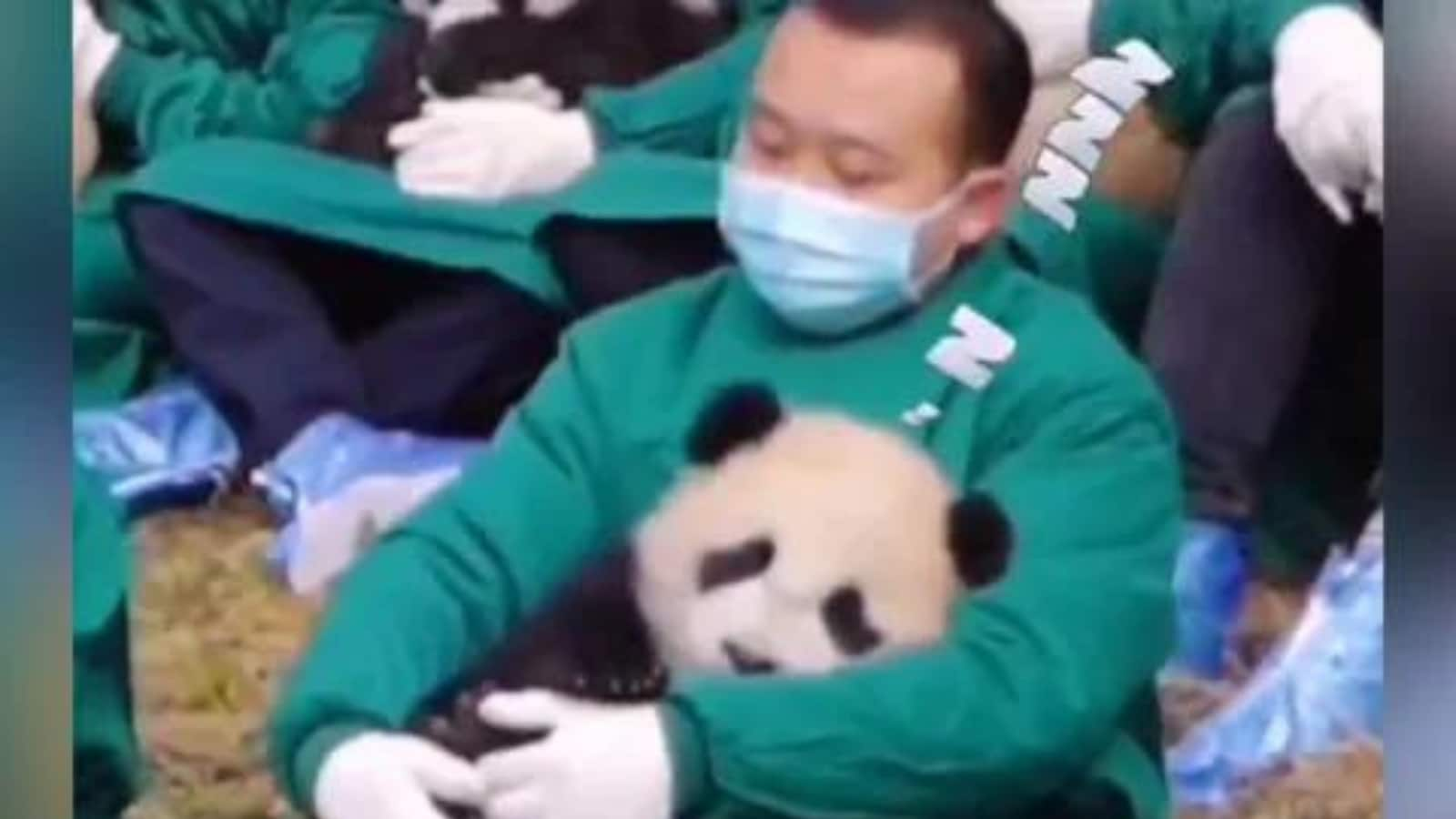 do-you-want-to-be-a-panda-cuddler-yes-that-s-a-job-and-here-s-what-you-do