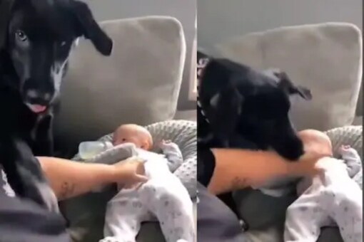 can babies touch dogs