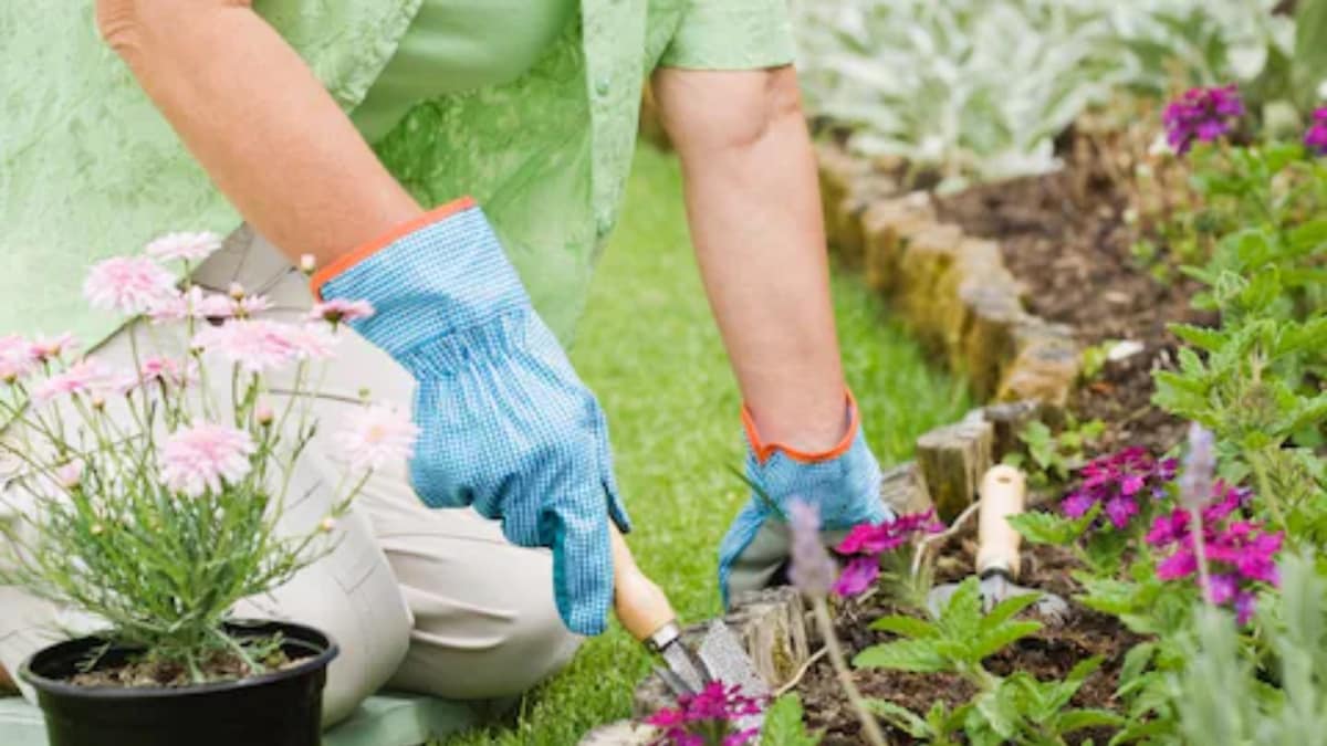 All You Need to Know About Gardening in a Small Space