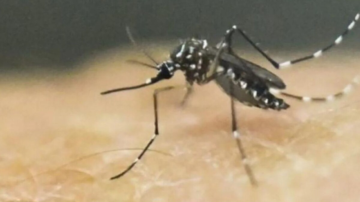 Zika Virus First Case Detected in Karnataka: Know Symptoms and Prevention Tips