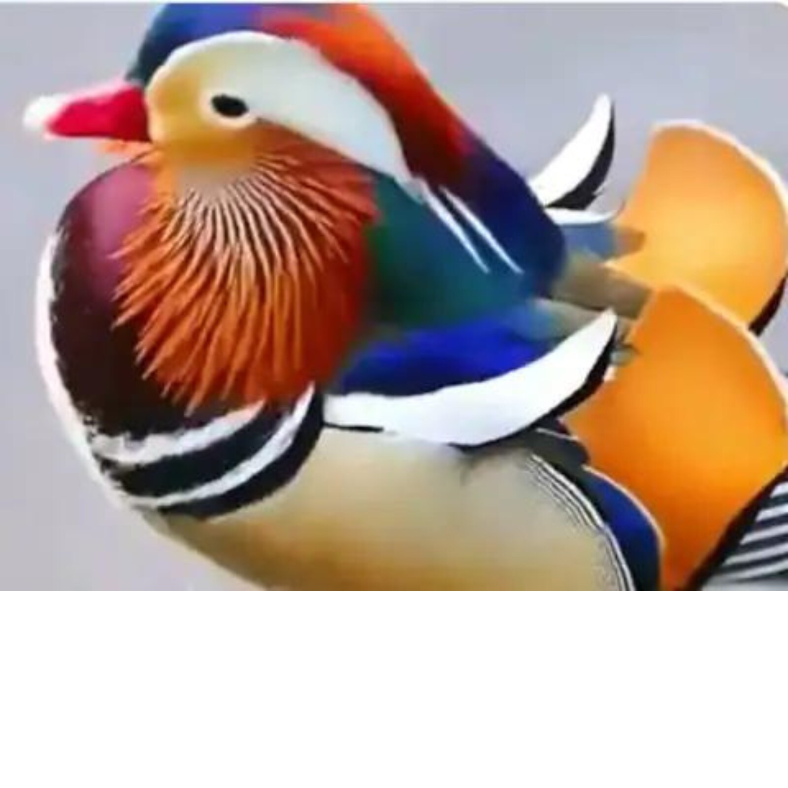 mandarin duck for sale in india