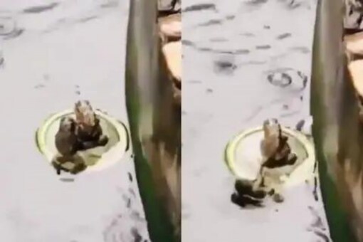 Funny Video Of Frog Pushing Another One From A Floating Bottle Cap Goes Viral Funny Video Of Frog Pushing Another One From A Floating Bottle Cap Goes Viral