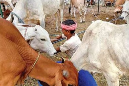 The virus causes fever, and nodules on the skin on cattle and can also lead to death. 
(File photo: PTI)