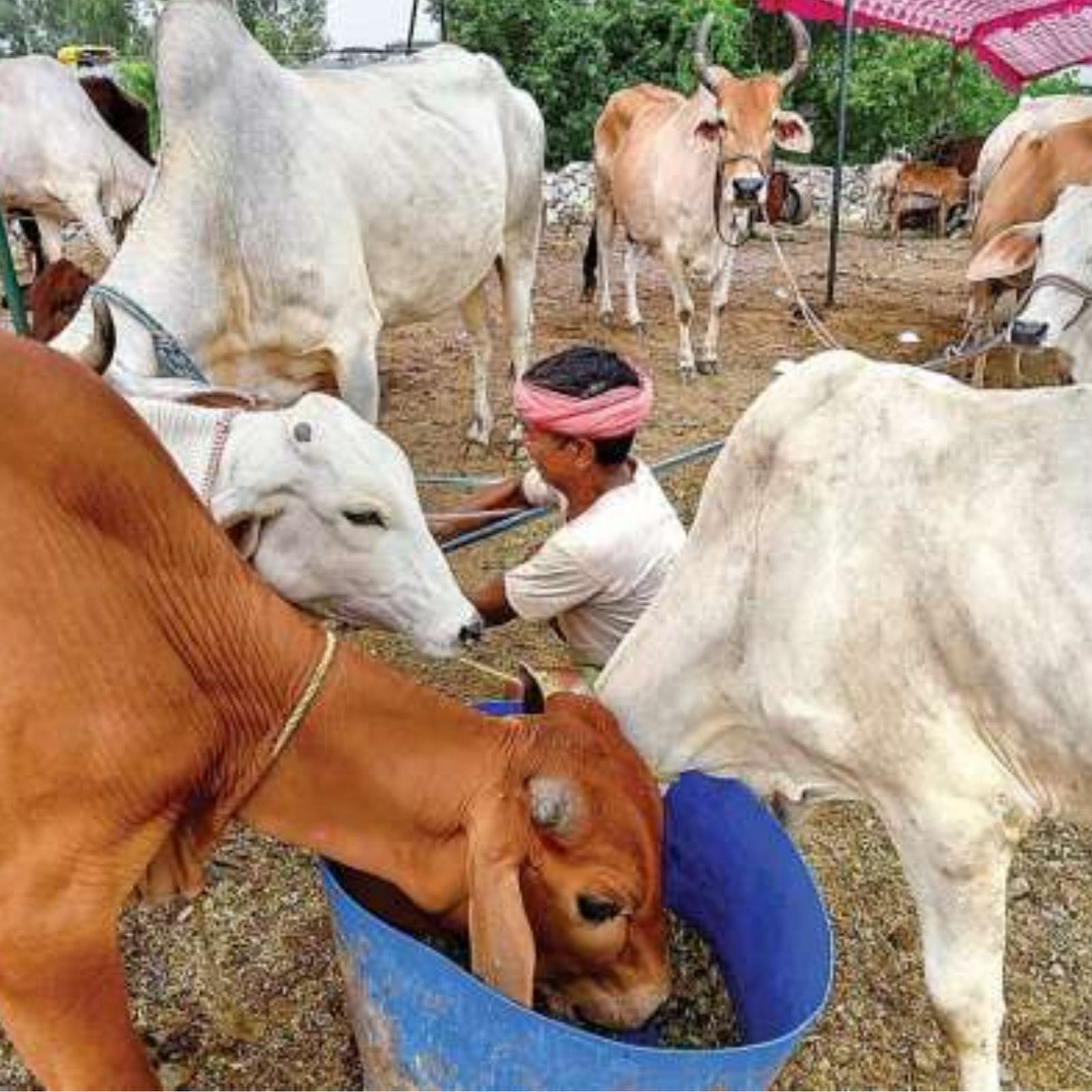 Punjab Forms GoM to Monitor, Control Spread of Lumpy Skin Disease Among Animals Punjab Forms GoM to Monitor, Control Spread of Lumpy Skin Disease Among Animals
