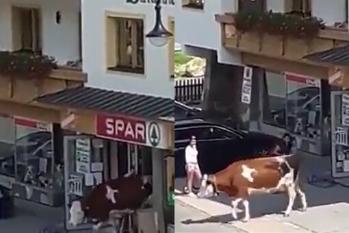 Cow Casually Exits Supermarket in Austria, Netizens Say 'She Delivers