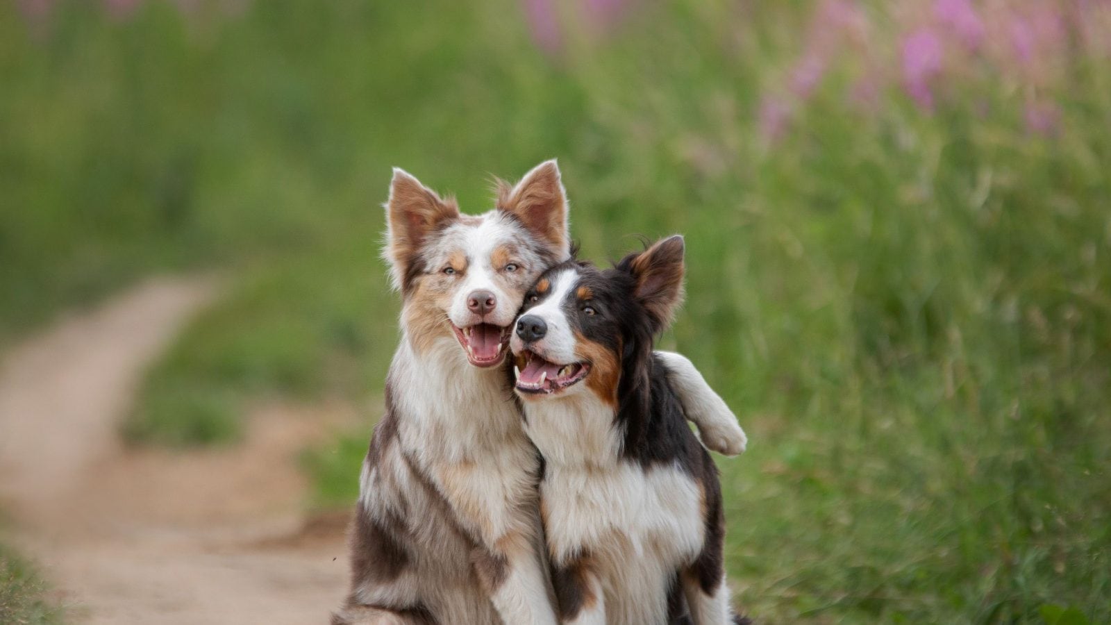 International Dog Da … Felipa Matilda