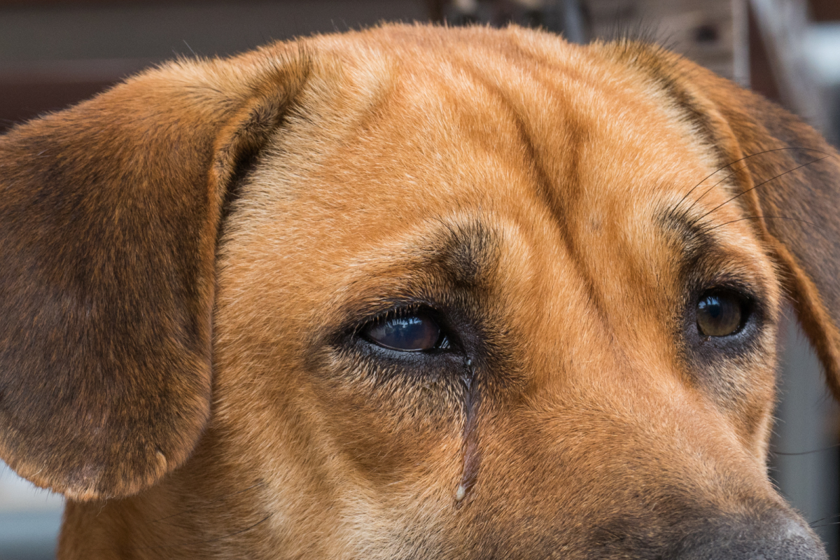 Do Dogs Know When Im Crying