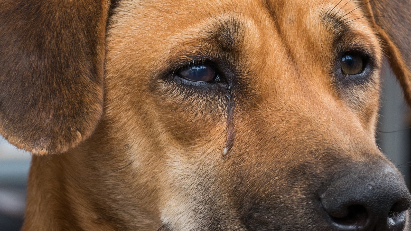 dogs-get-teary-eyed-when-they-reunite-with-their-owners-study-reveals