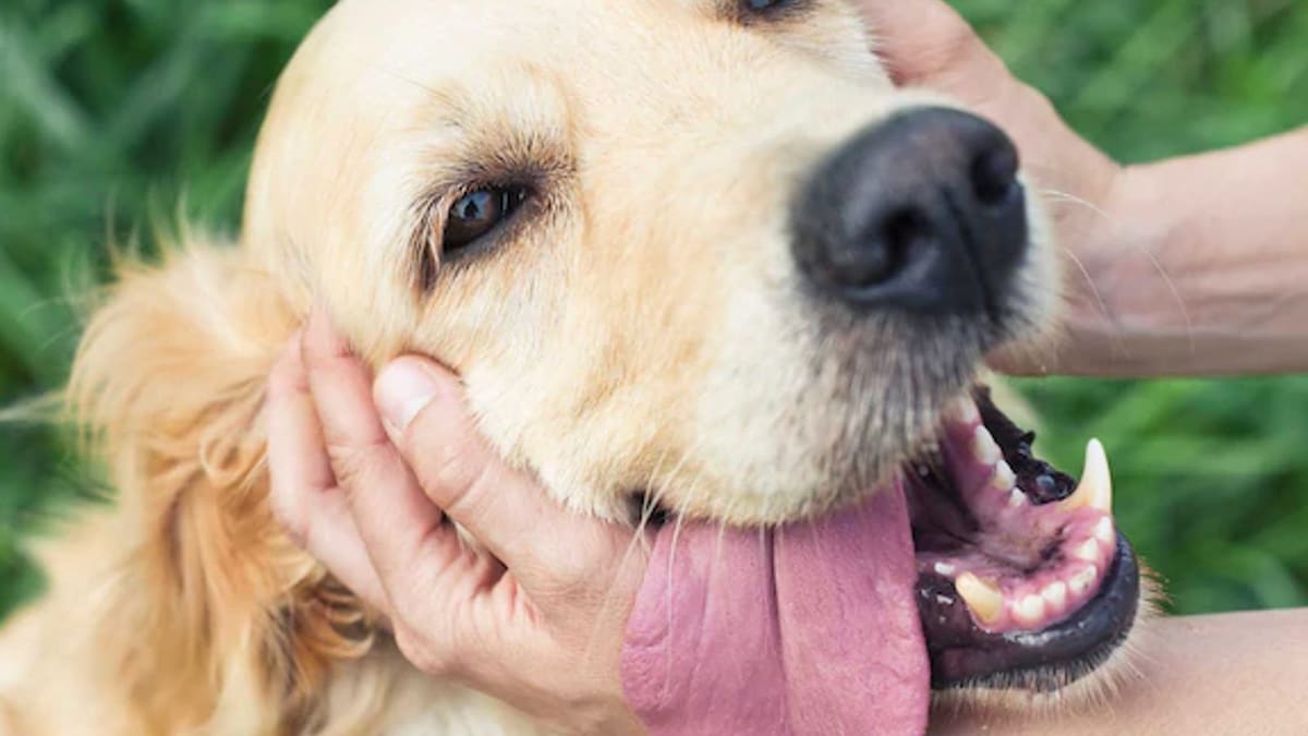 Pets: Pet Parents Here's How To Take Better Care Of Your Pawsome Dog