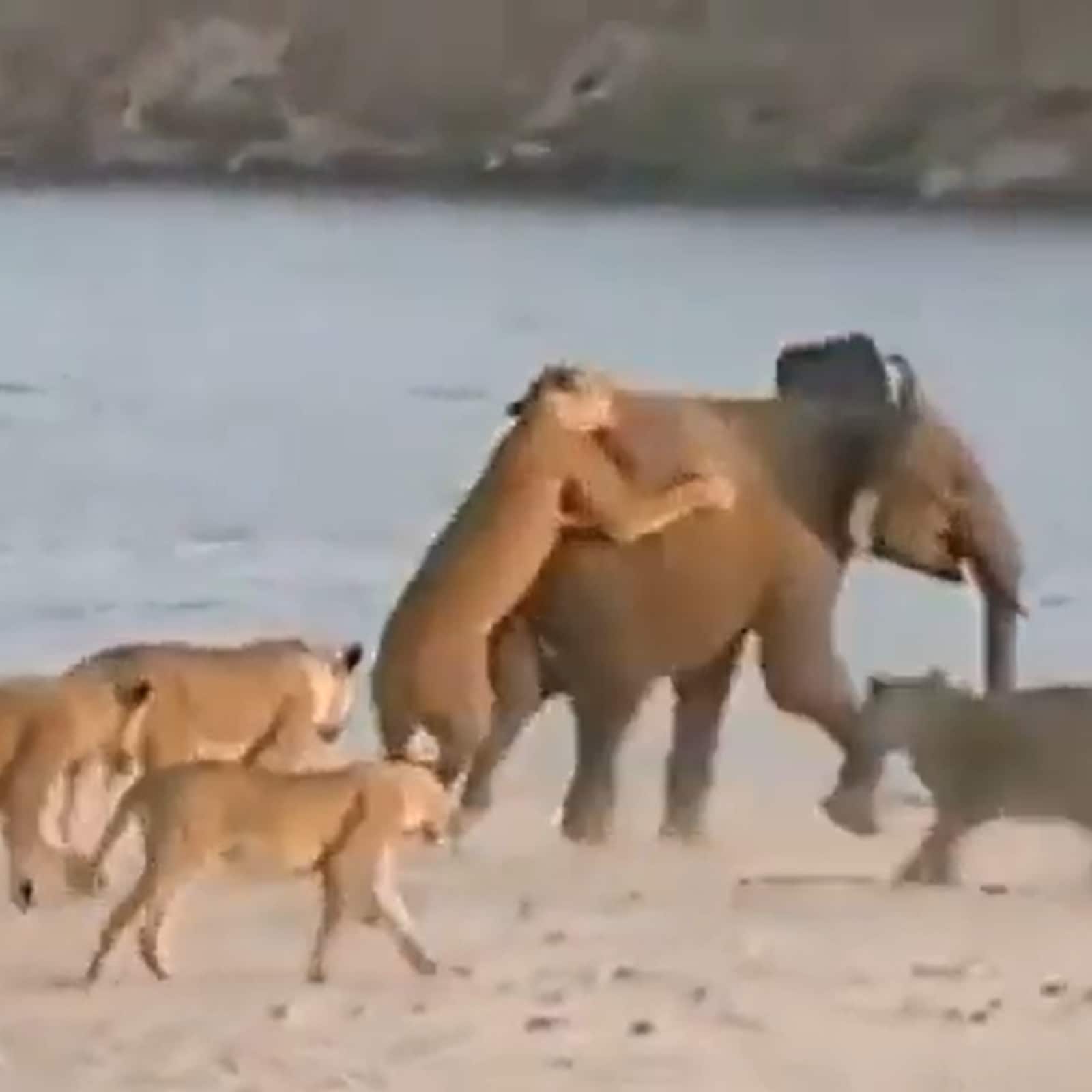 elephant attack lion