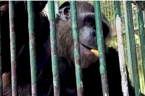 Video of Water Treatment to Giza Zoo Animals to Beat The Heat Will Make Your Day Video of Water Treatment to Giza Zoo Animals to Beat The Heat Will Make Your Day