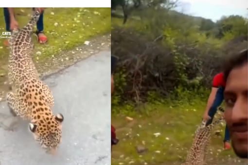 The clip shows the leopard trapped by the man who has held the animal by its tail. (Credits: Twitter)