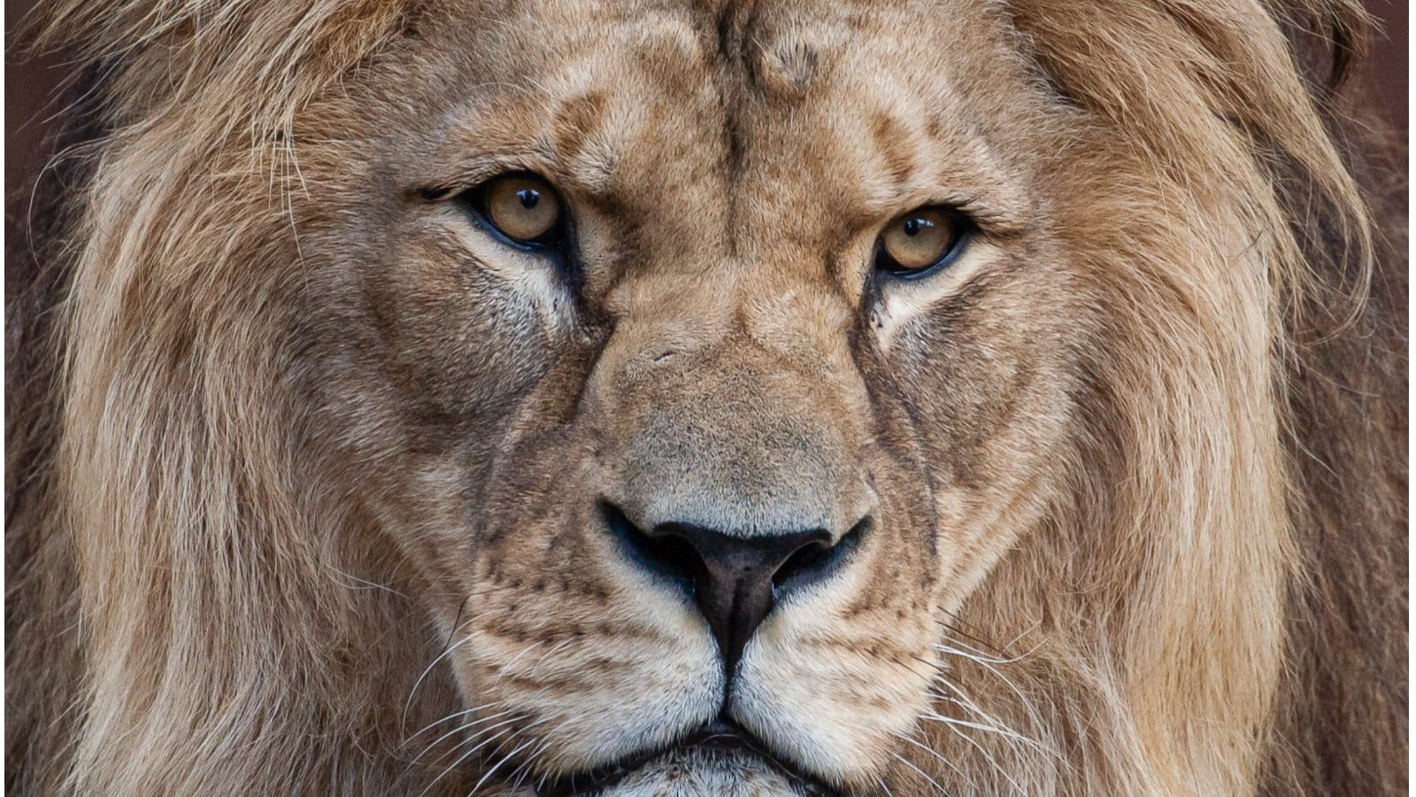 World Lion Day 22 Date History And Significance Of King Of The Jungle